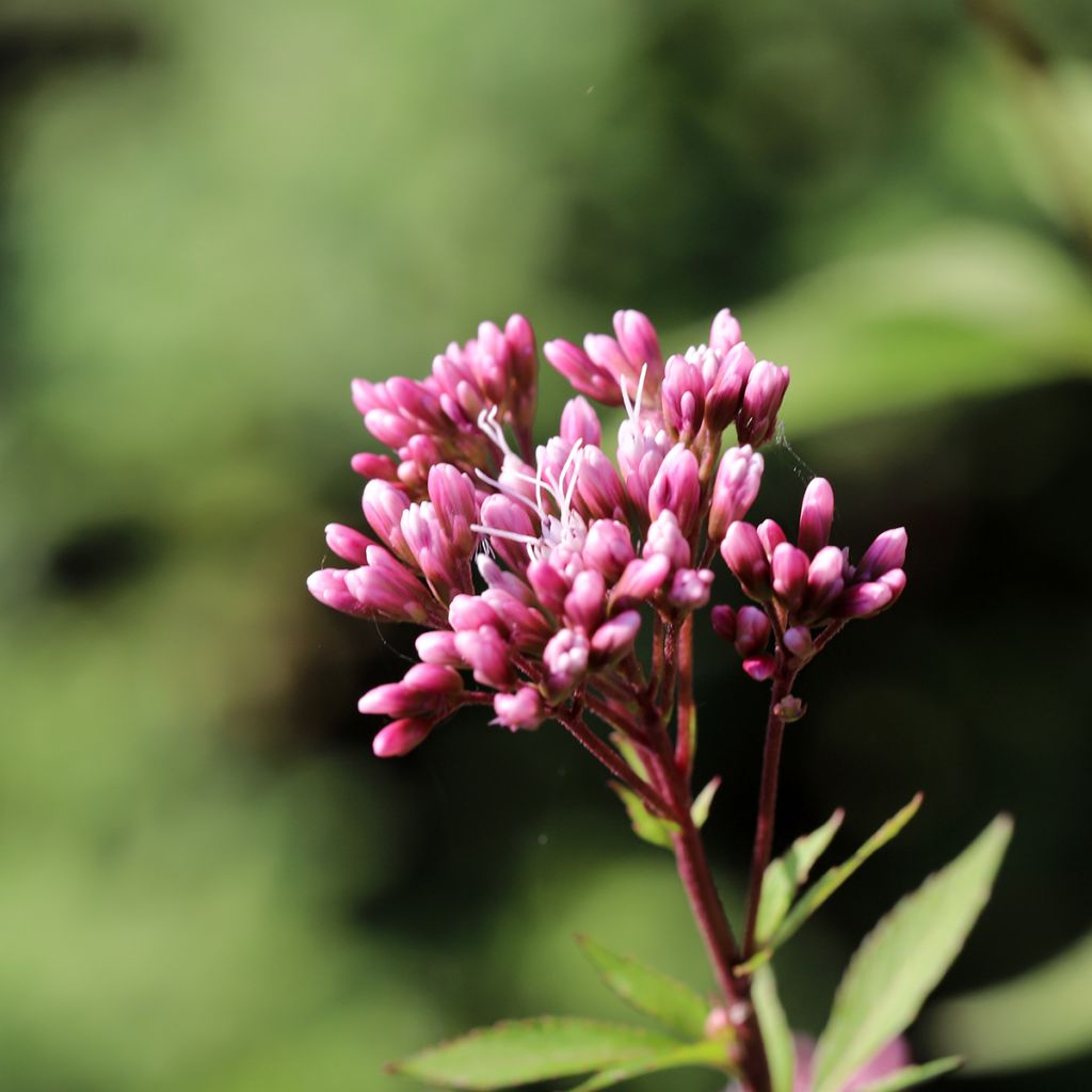 Punalatva Atropurpureum