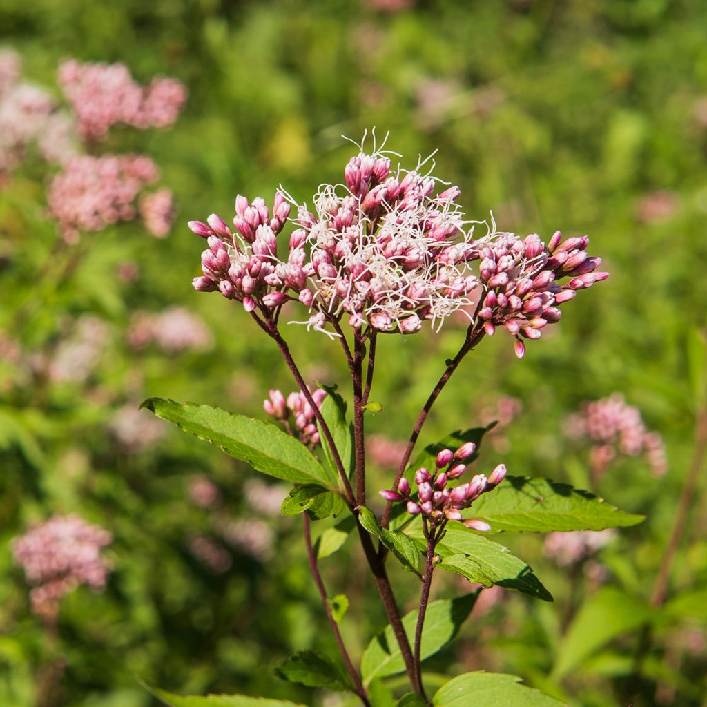 Punalatva Atropurpureum