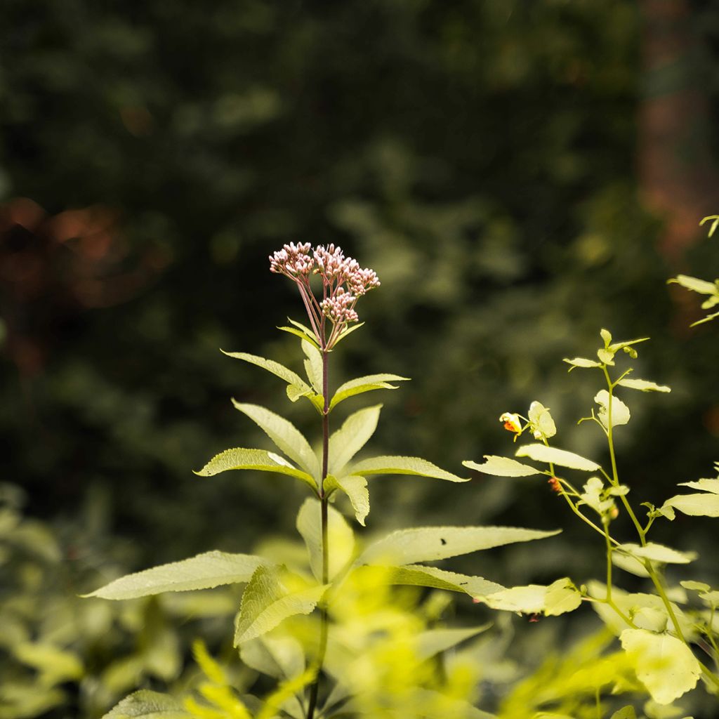 Punalatva - Eupatorium fortunei