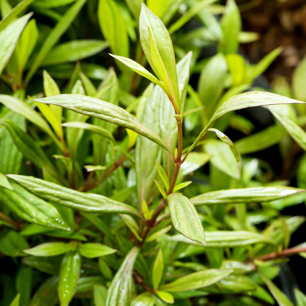 Punalatva - Eupatorium fortunei