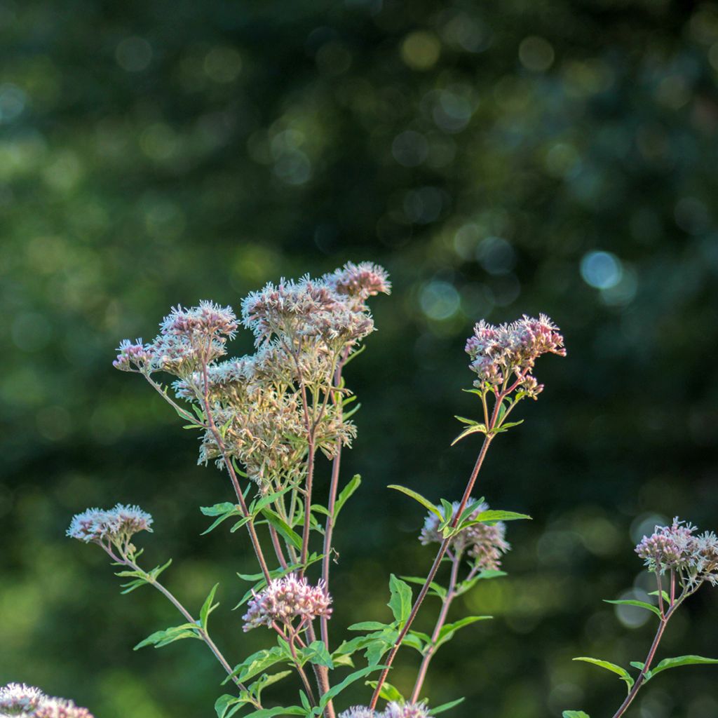 Punalatva - Eupatorium fortunei