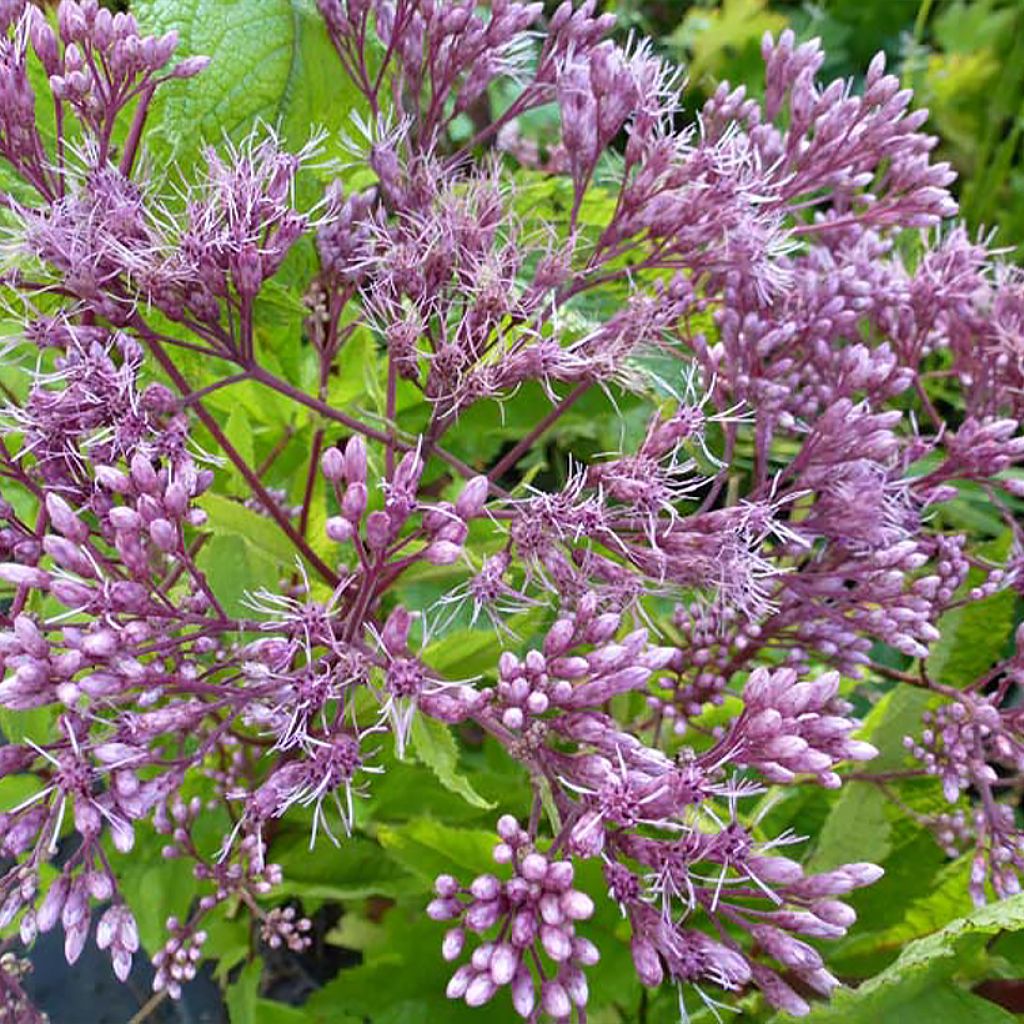 Eutrochium dubium baby joe Baby Joe - Eupatorium