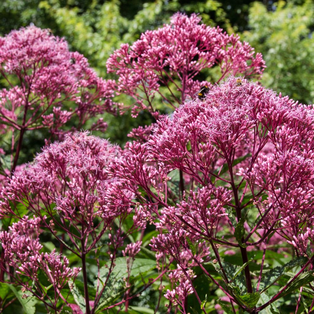 Täpläpunalatva Atropurpureum