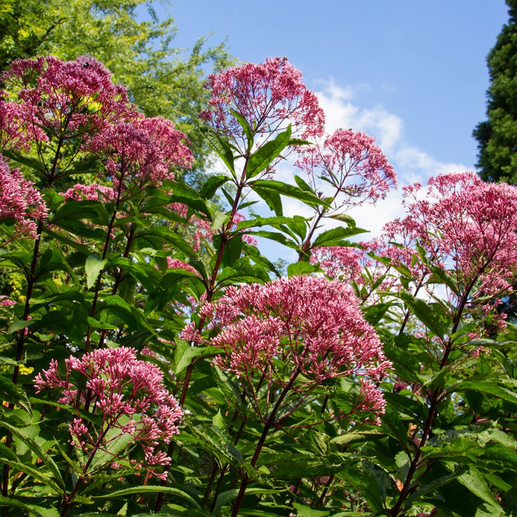 Täpläpunalatva Atropurpureum