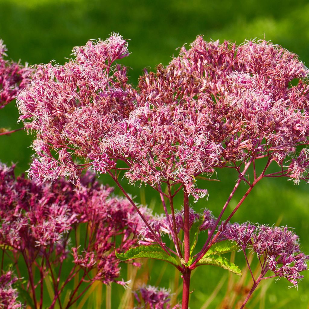 Täpläpunalatva Atropurpureum