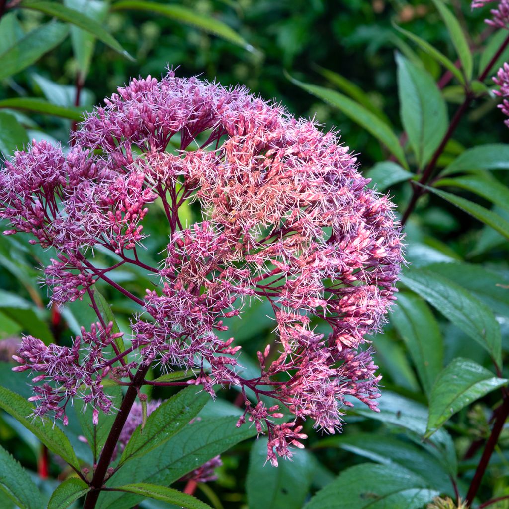 Täpläpunalatva Atropurpureum