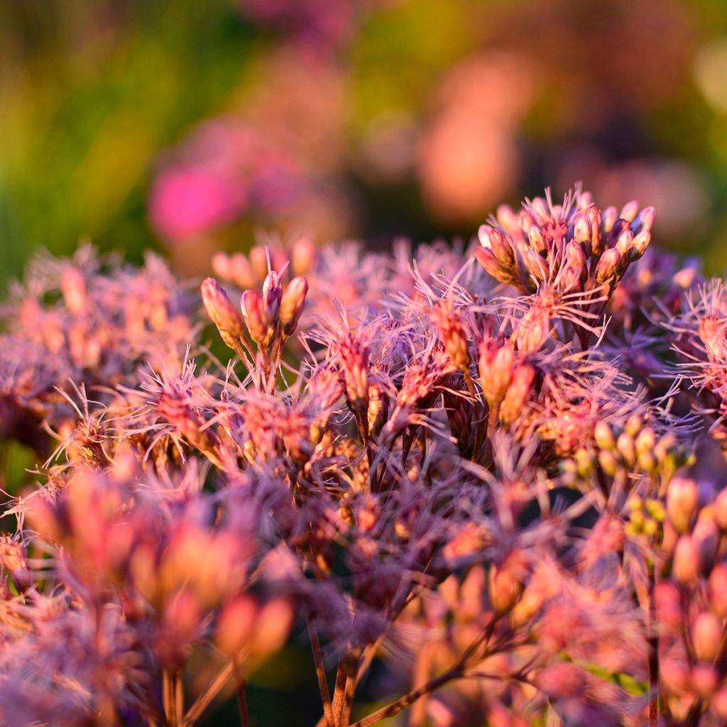 Täpläpunalatva - Eupatorium maculatum