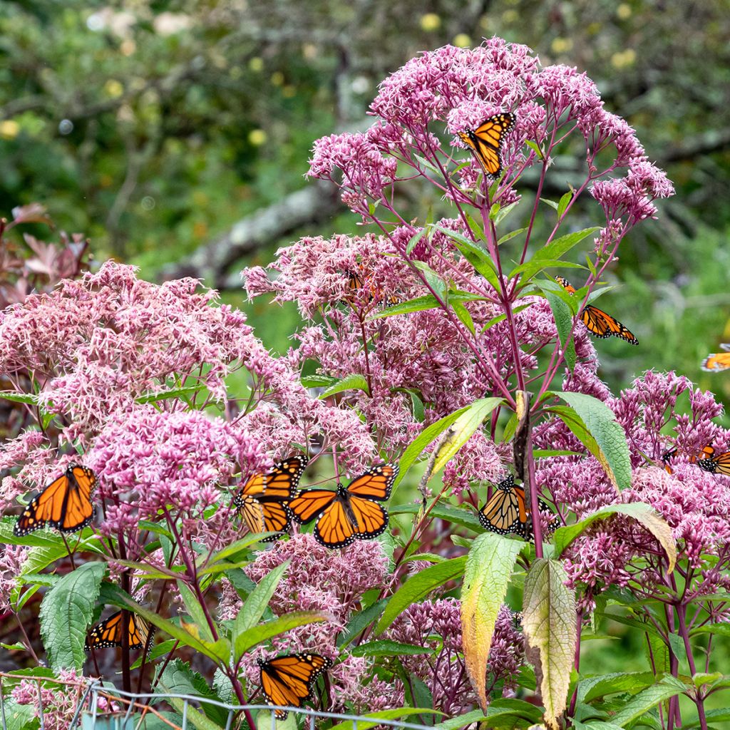 Täpläpunalatva - Eupatorium maculatum