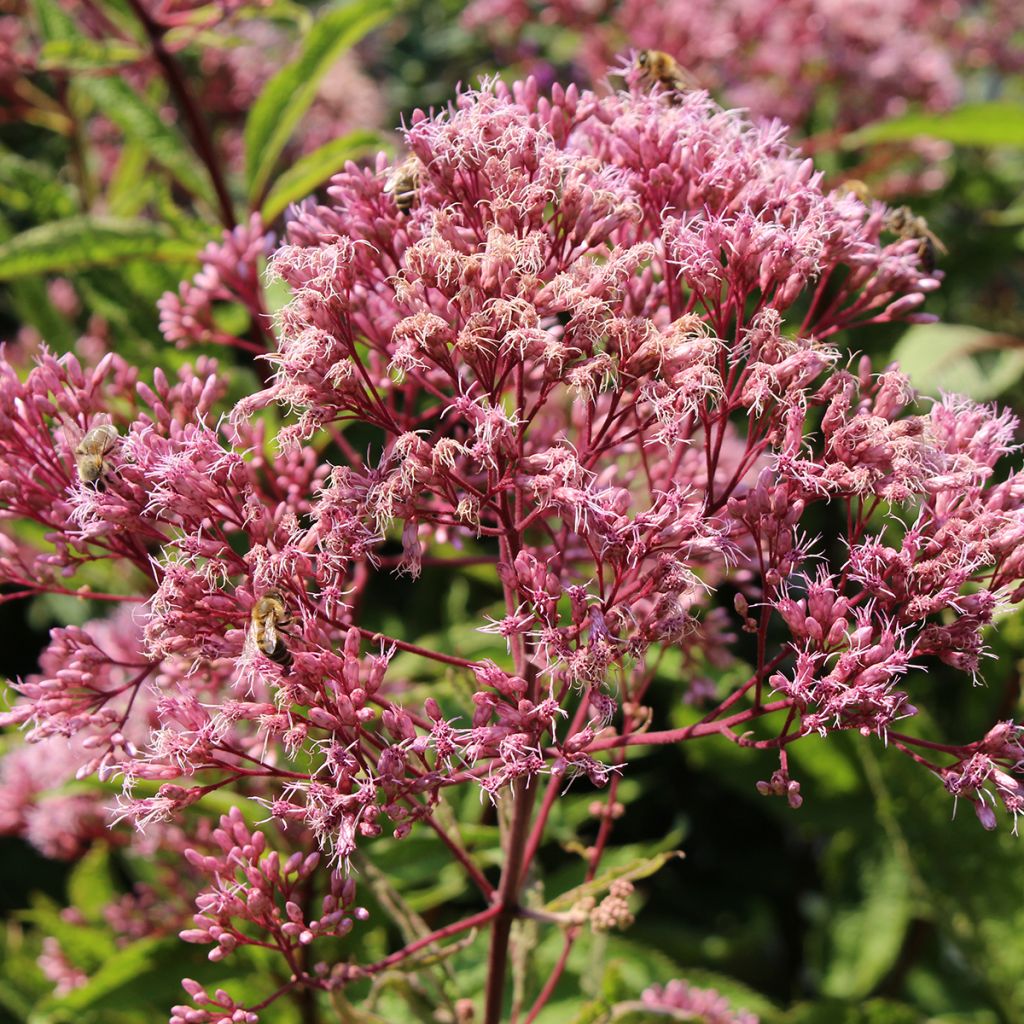 Täpläpunalatva - Eupatorium maculatum
