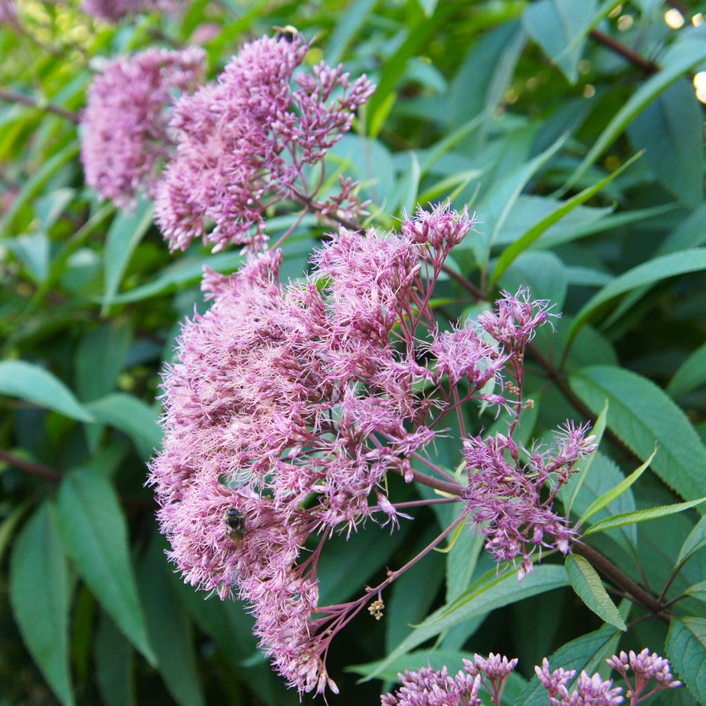 Täpläpunalatva Purple Bush