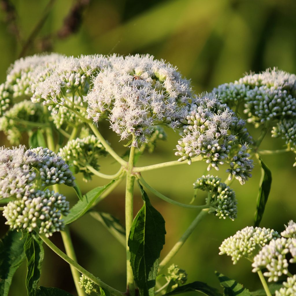 Rohtopunalatva - Eupatorium perfoliatum