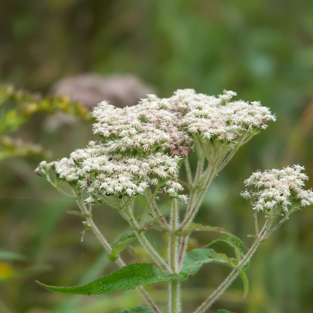 Rohtopunalatva - Eupatorium perfoliatum