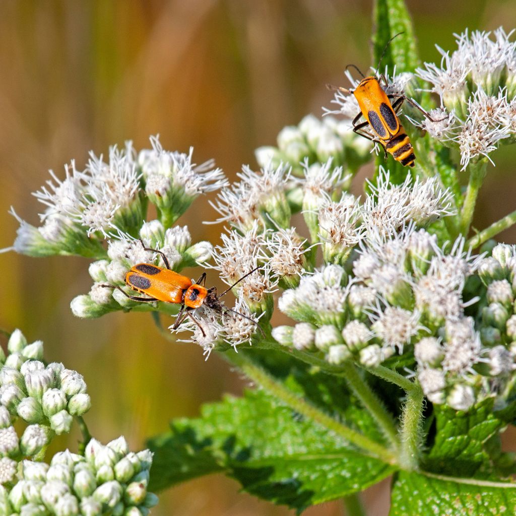 Rohtopunalatva - Eupatorium perfoliatum