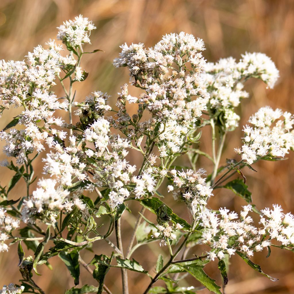 Rohtopunalatva - Eupatorium perfoliatum