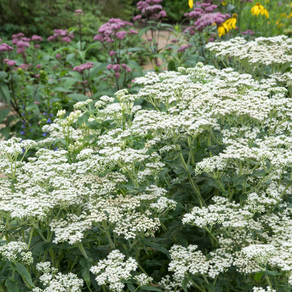 Rohtopunalatva - Eupatorium perfoliatum