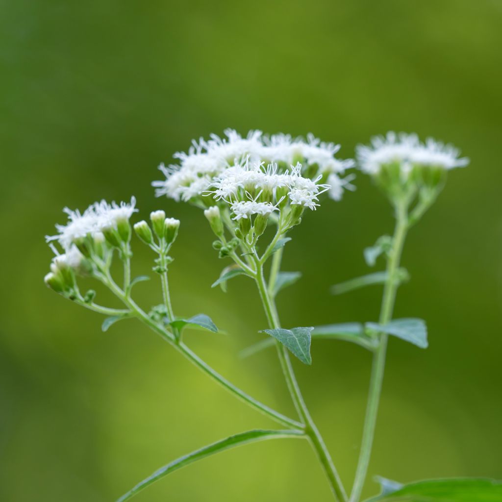 Isovalkolatva - Eupatorium rugosum