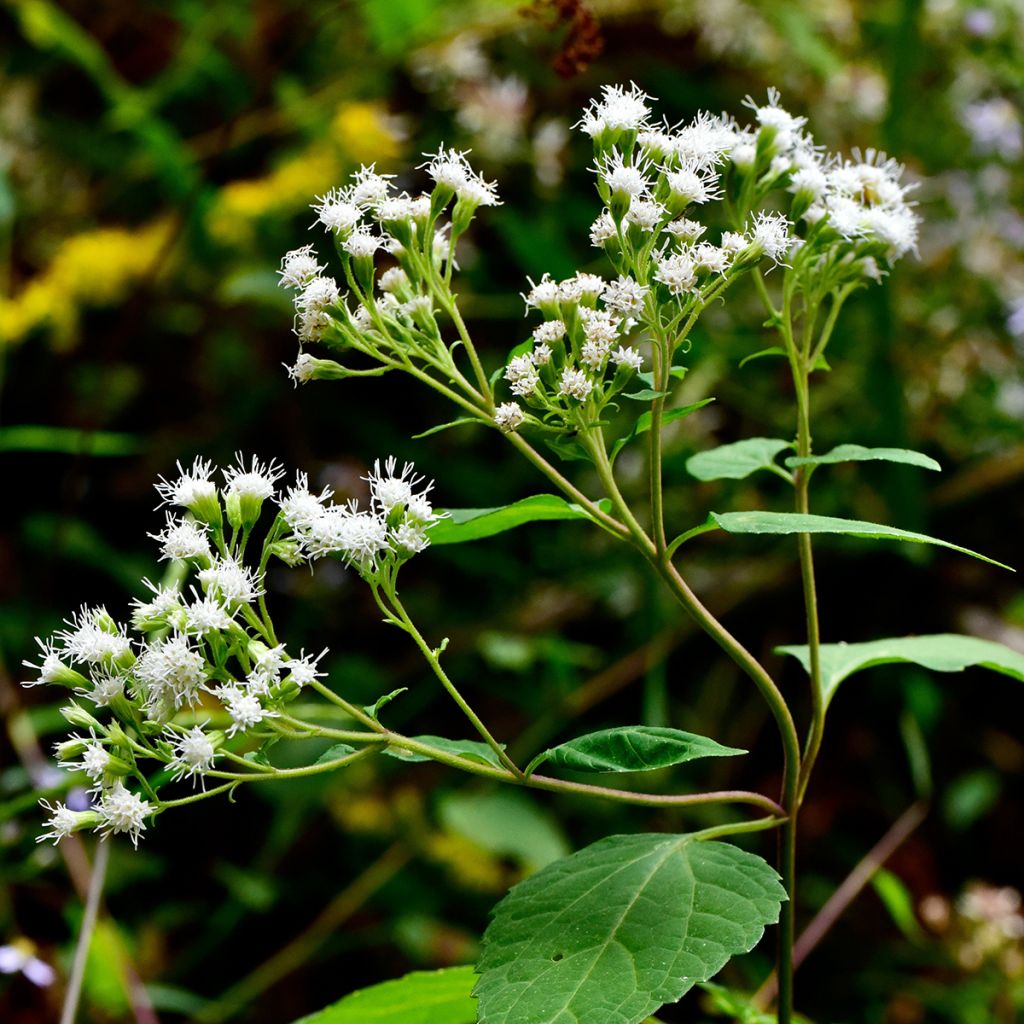Isovalkolatva - Eupatorium rugosum
