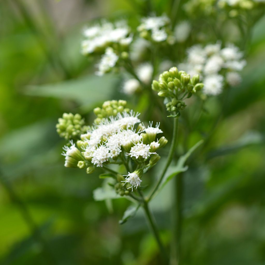 Isovalkolatva - Eupatorium rugosum