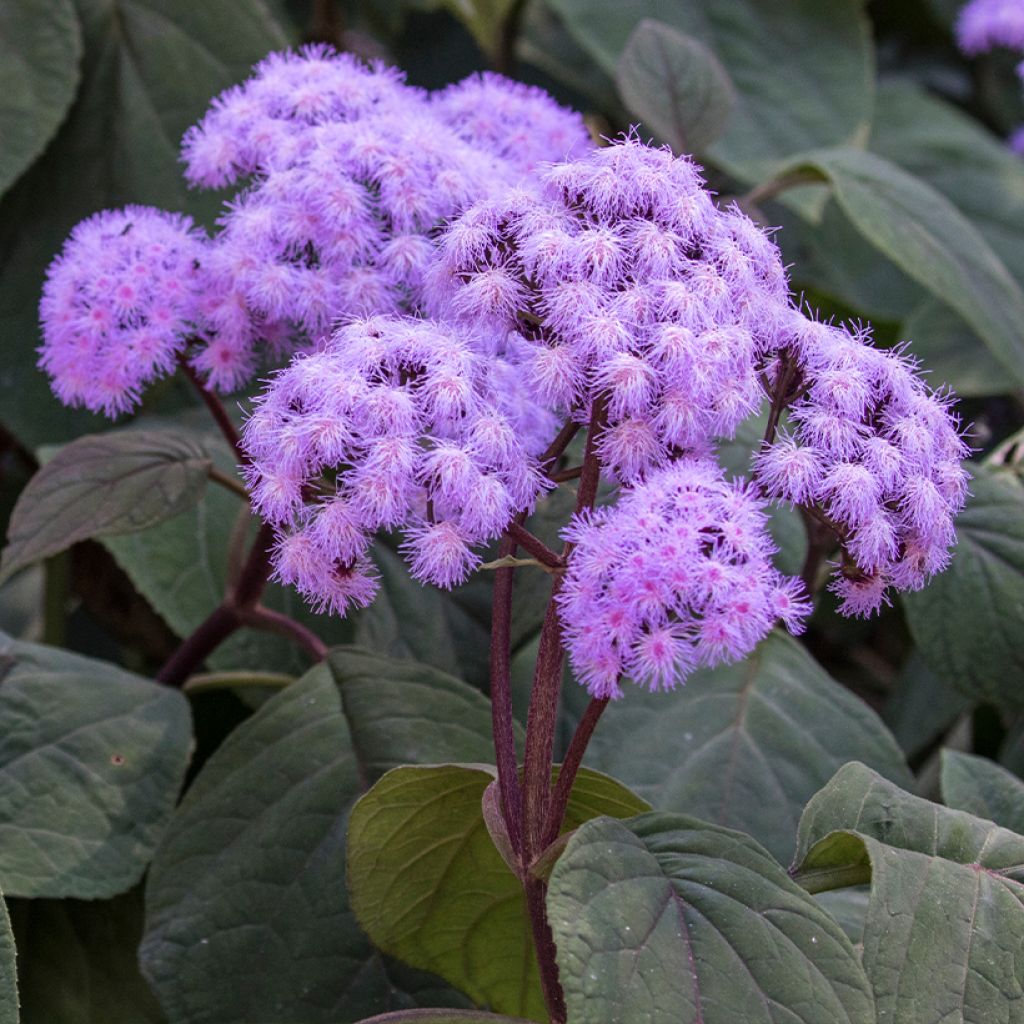 Isovalkolatva - Bartlettina sordida