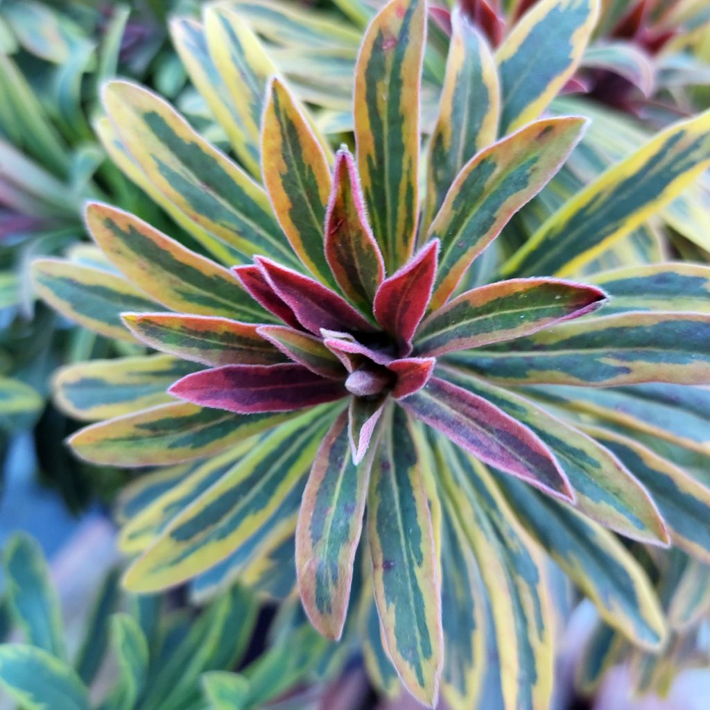 Tyräkki Ascot Rainbow