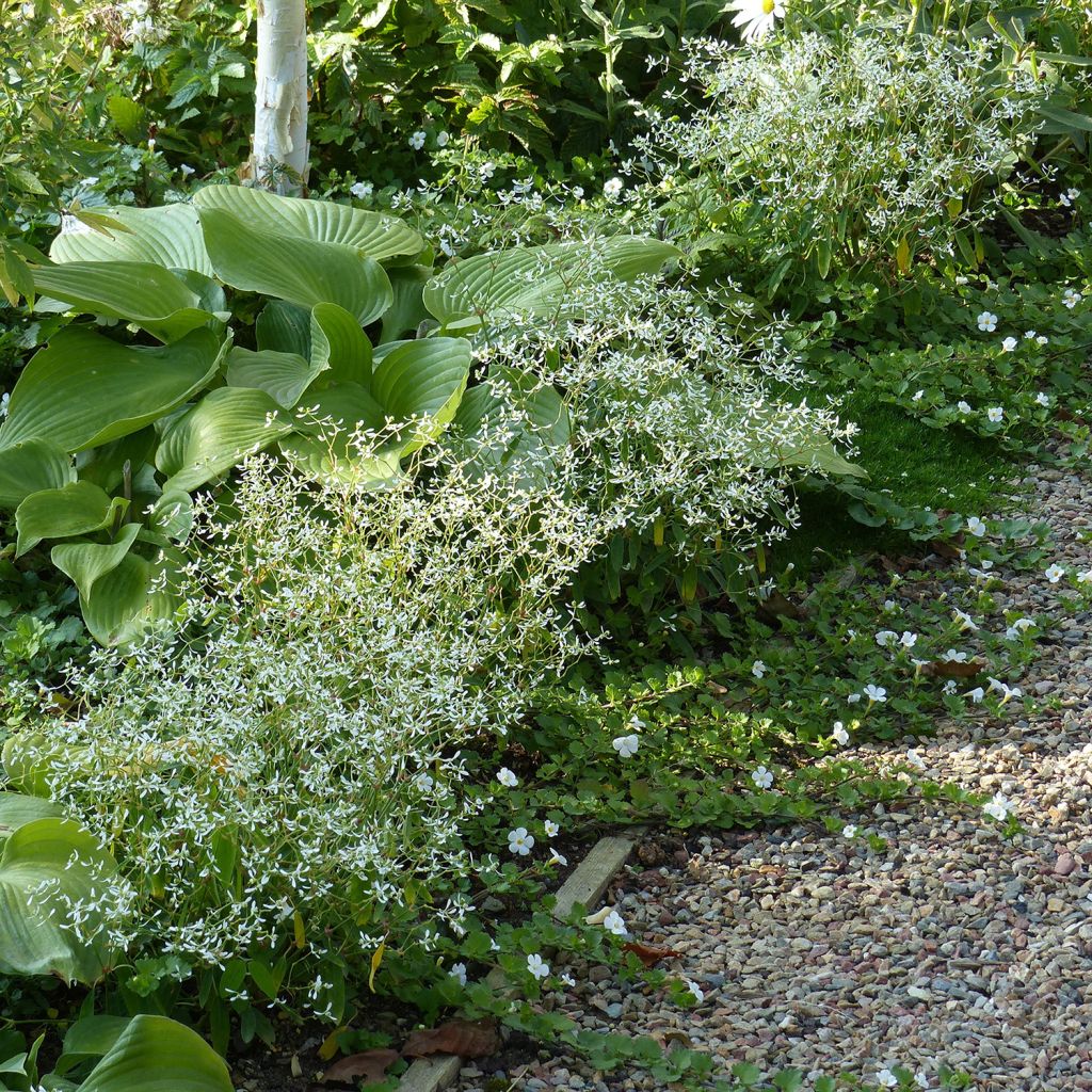 Harsotyräkki Diamond Frost
