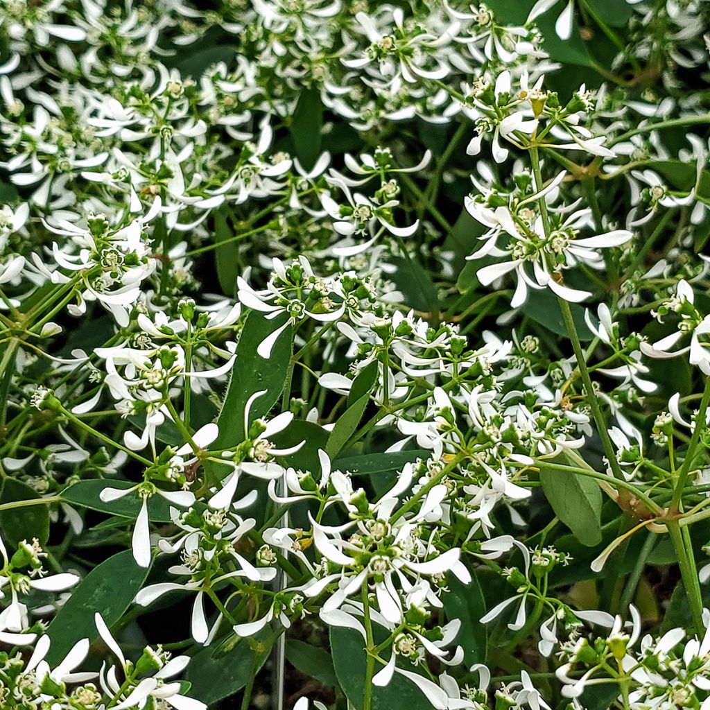 Harsotyräkki Diamond Frost