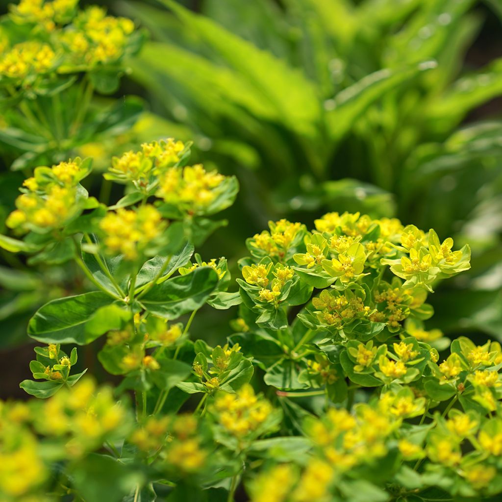 Tyräkki - Euphorbia cornigera
