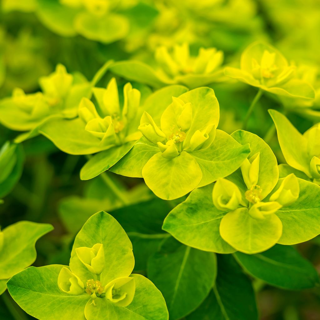 Tyräkki - Euphorbia cornigera