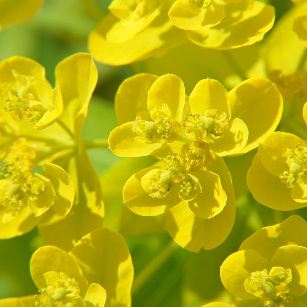 Tyräkki - Euphorbia cornigera