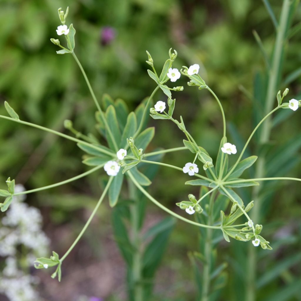 Tyräkki - Euphorbia corollata