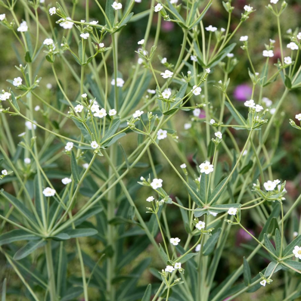 Tyräkki - Euphorbia corollata