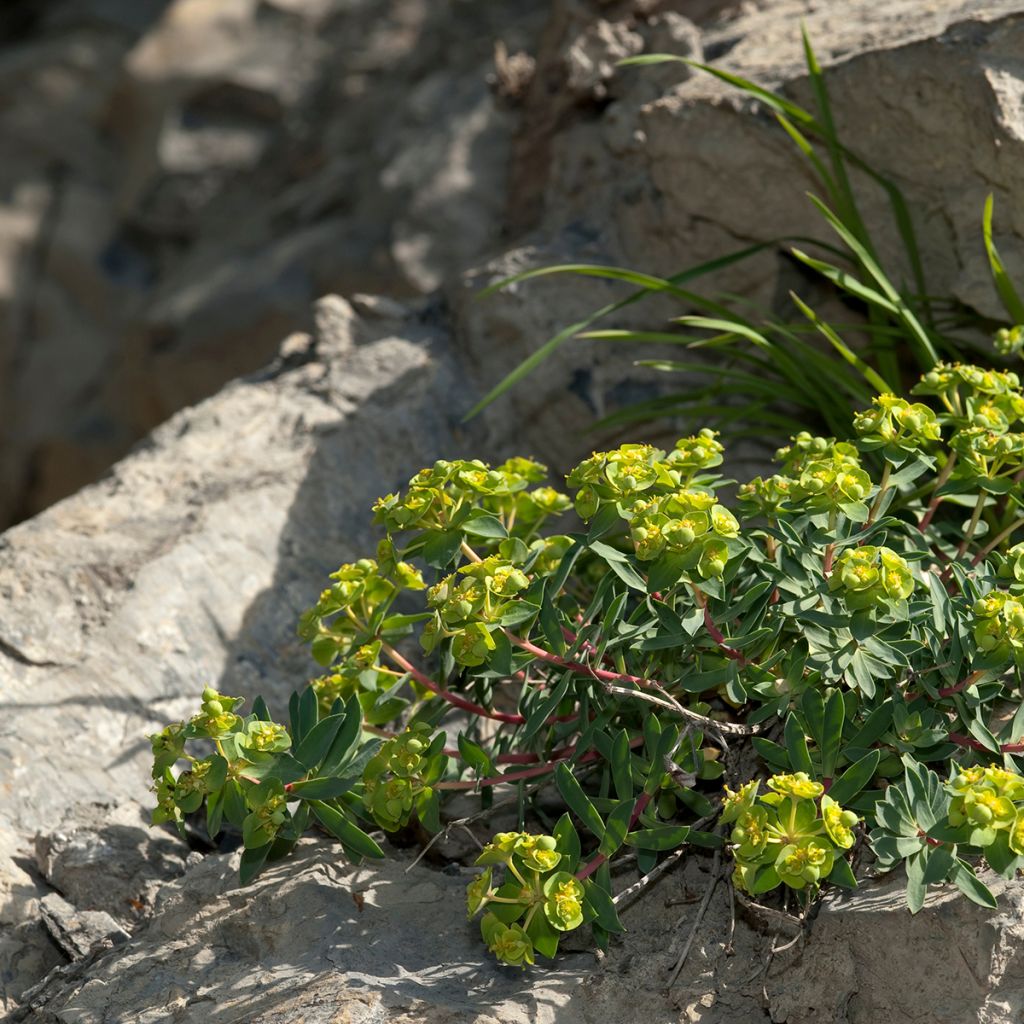 Tyräkki - Euphorbia nicaeensis