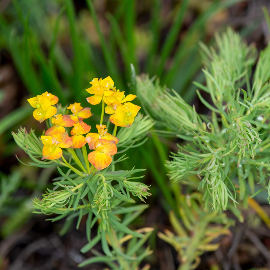Tarhatyräkki - Euphorbia cyparissias