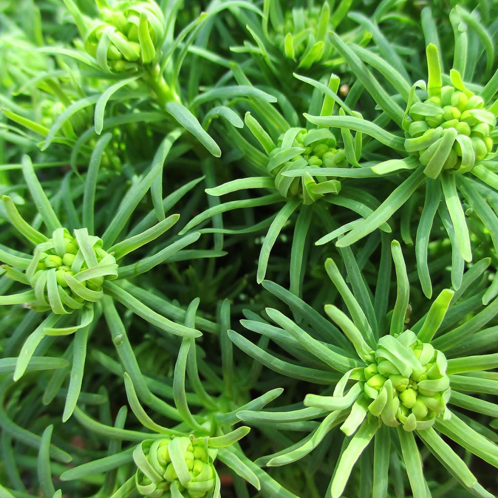 Tarhatyräkki - Euphorbia cyparissias