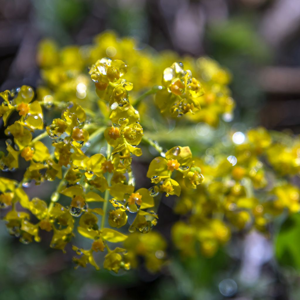 Tarhatyräkki - Euphorbia cyparissias