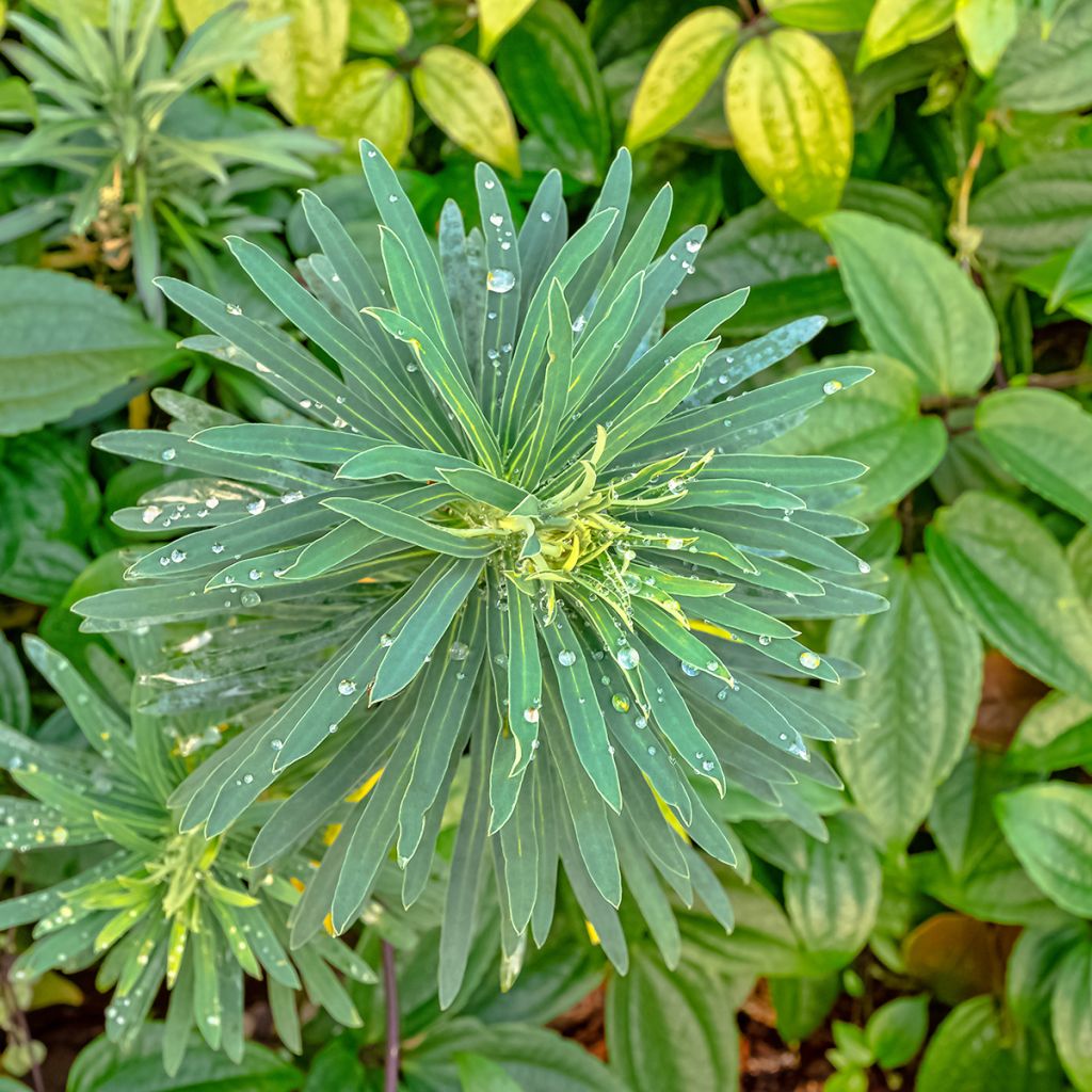 Vahatyräkki Black Pearl