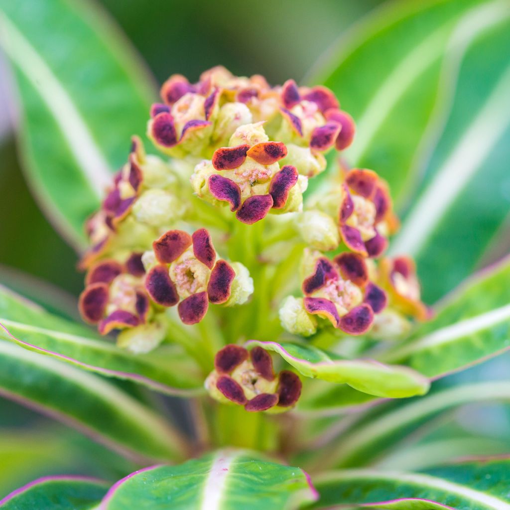 Mesityräkki - Euphorbia mellifera
