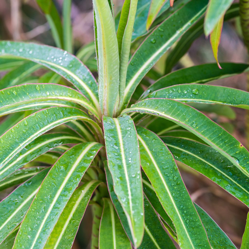 Mesityräkki - Euphorbia mellifera