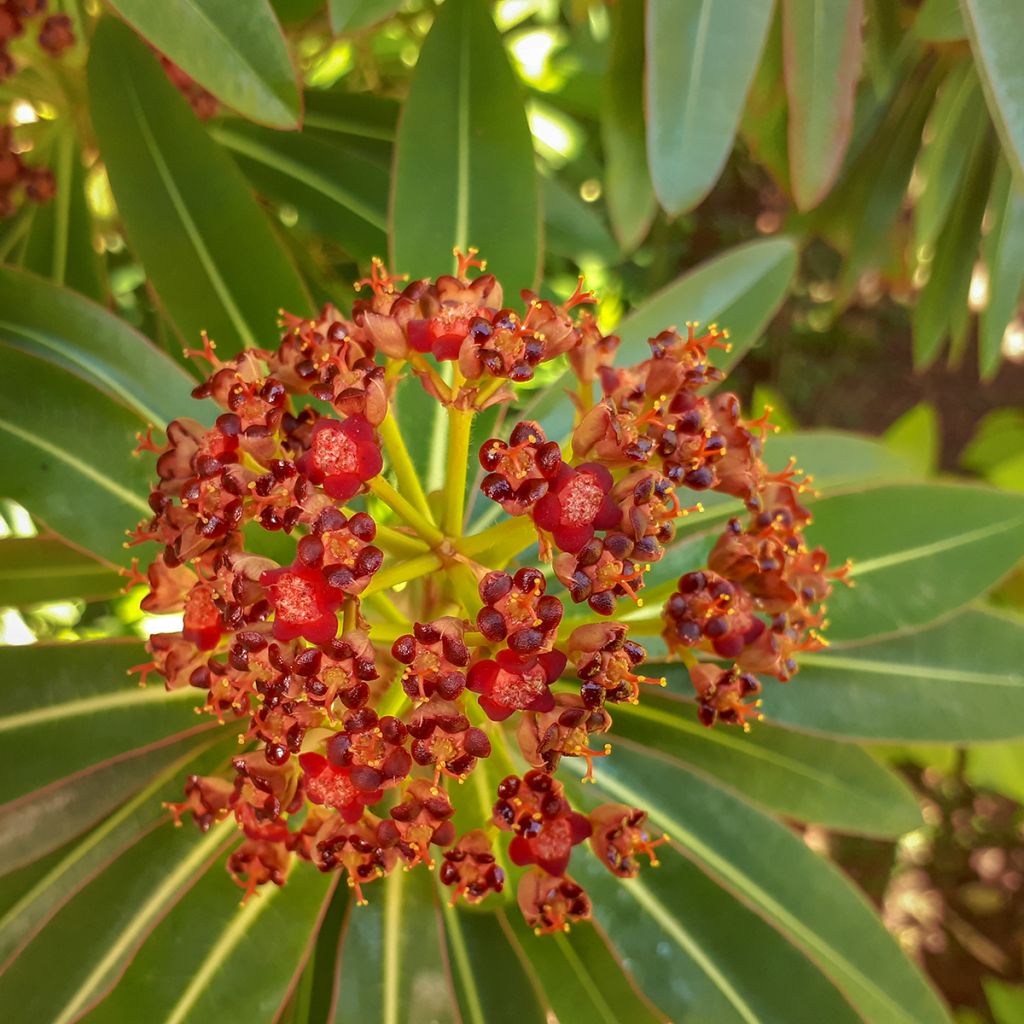Mesityräkki - Euphorbia mellifera