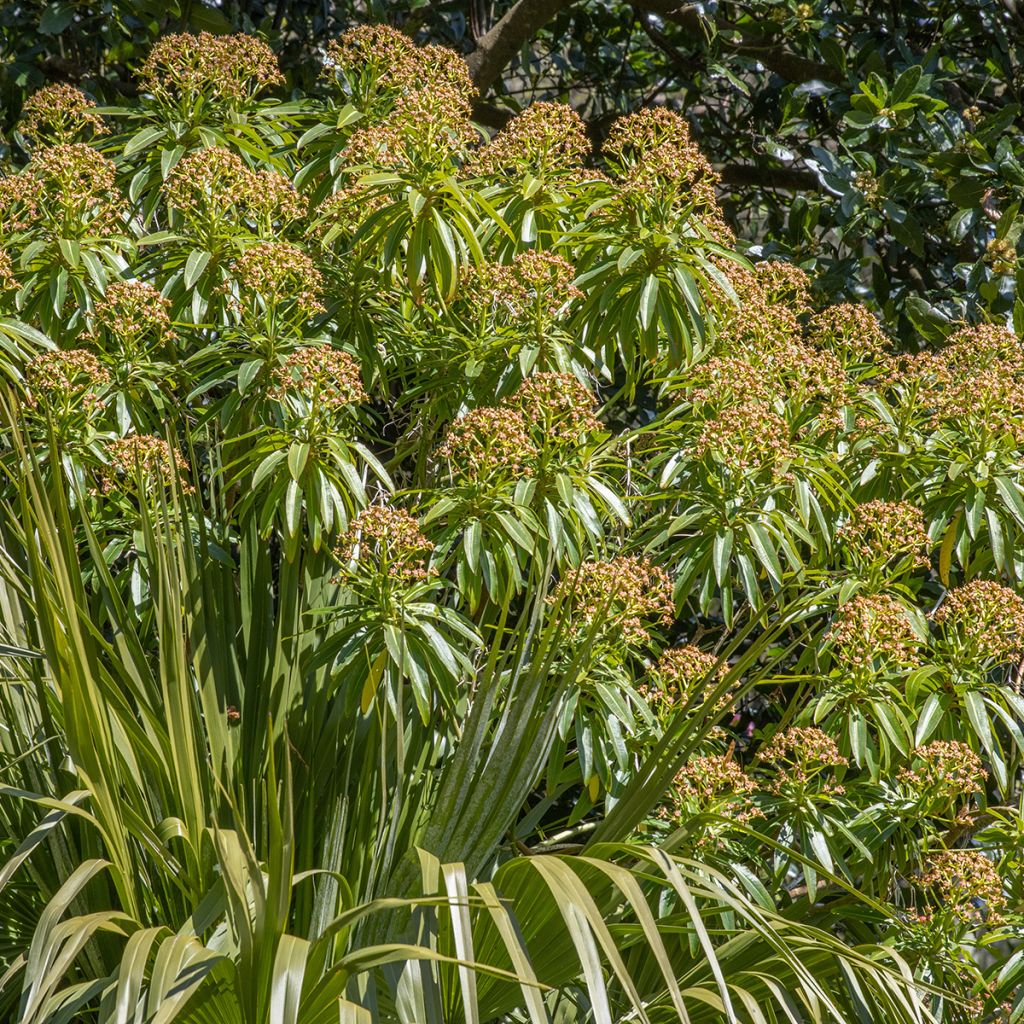 Mesityräkki - Euphorbia mellifera