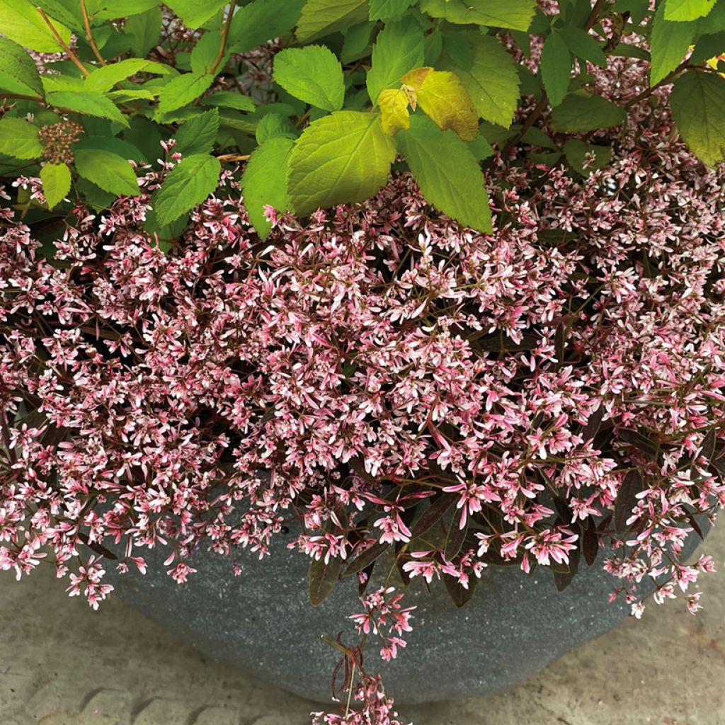 Harsotyräkki Shades in Pink