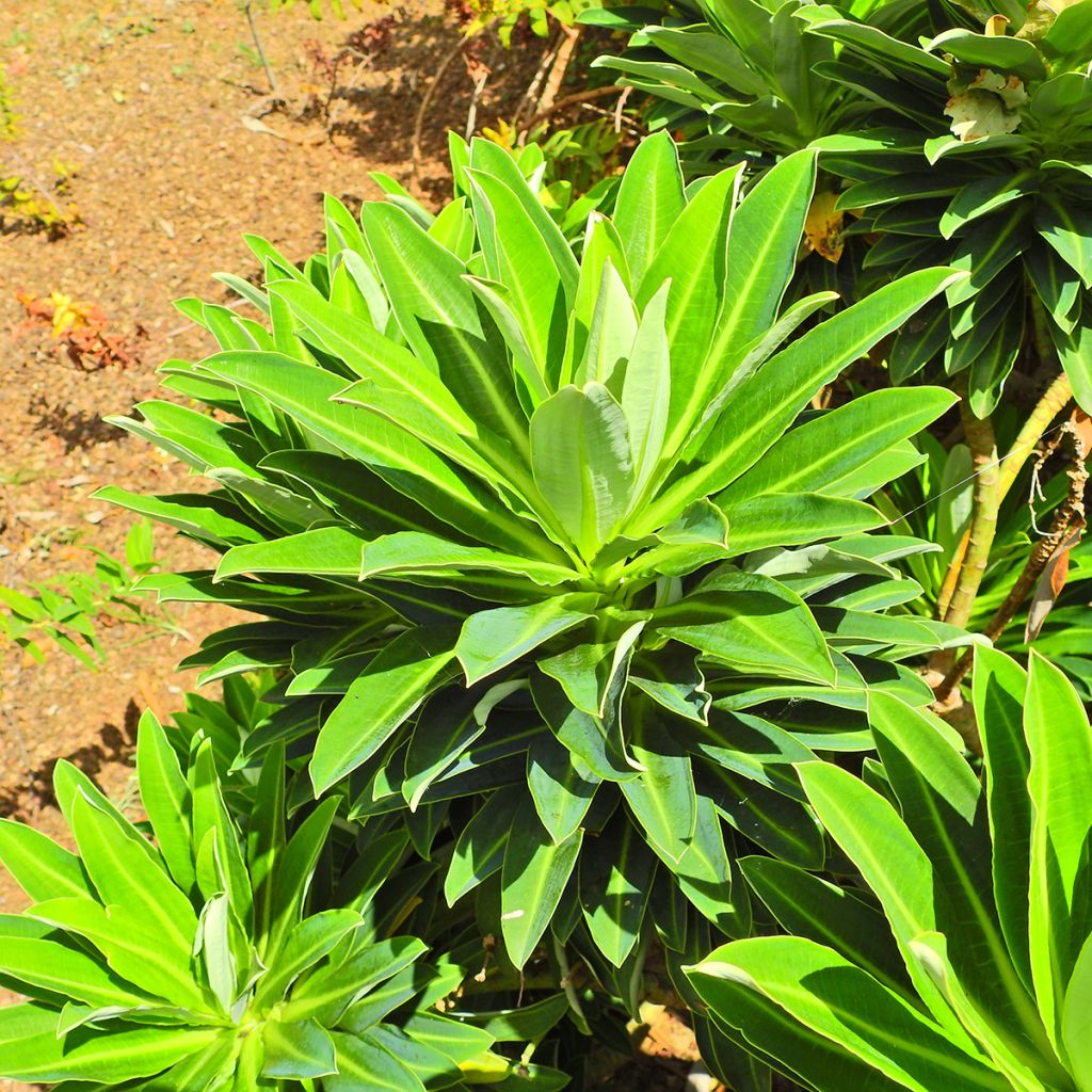Azorientyräkki - Euphorbia stygiana