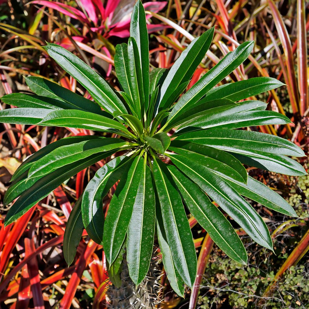 Azorientyräkki - Euphorbia stygiana