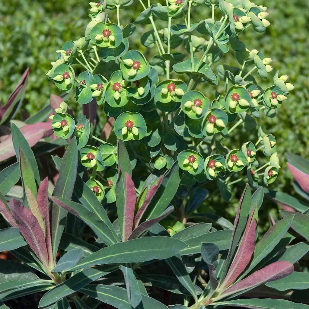 Tyräkki - Euphorbia x martinii