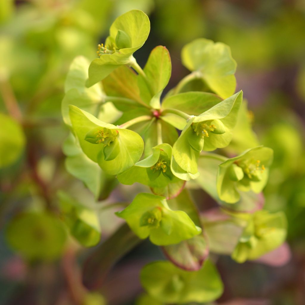Mantelityräkki Redbud