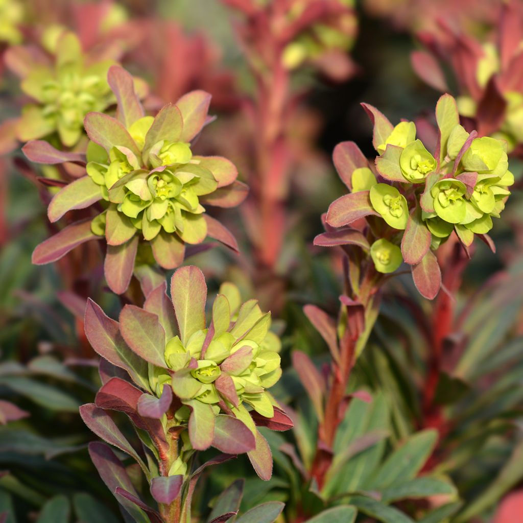 Mantelityräkki Purpurea