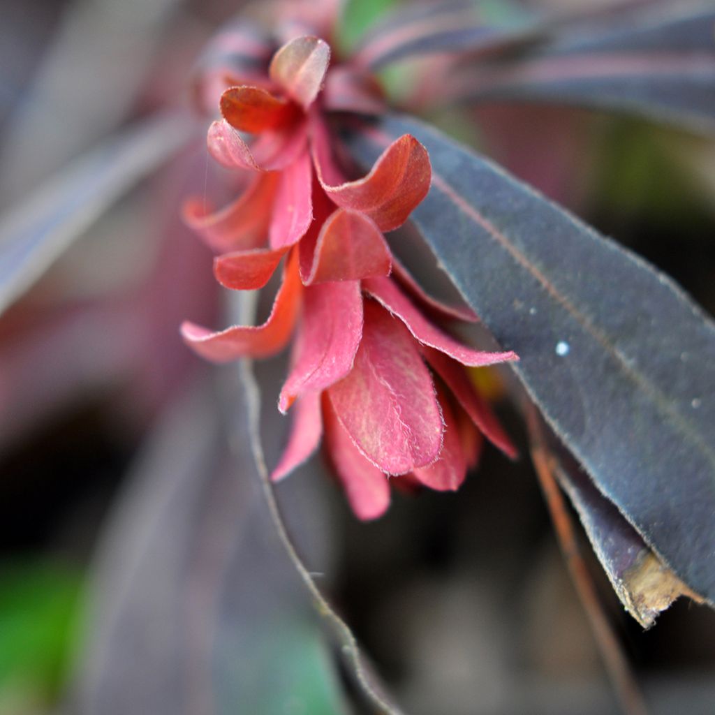Mantelityräkki Purpurea