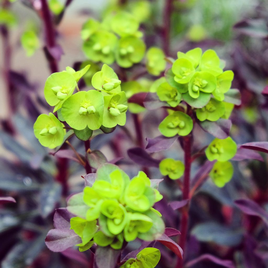 Mantelityräkki Purpurea