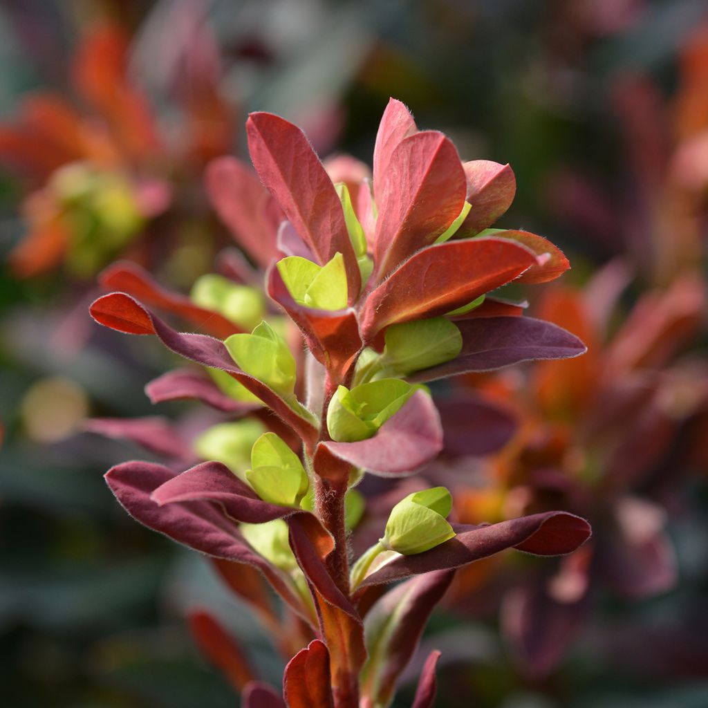 Mantelityräkki Purpurea