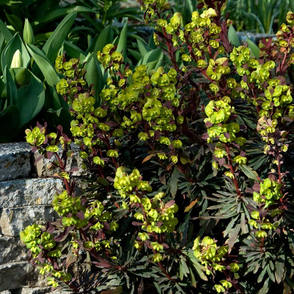 Mantelityräkki Purpurea